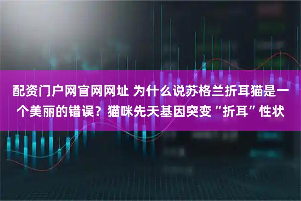 配资门户网官网网址 为什么说苏格兰折耳猫是一个美丽的错误?猫咪先天基因突变“折耳”性状